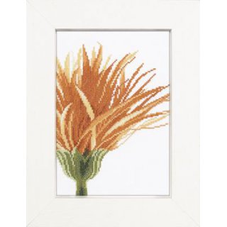 Zhlmusterpackung Home & Garden - Close-up Orange Flower