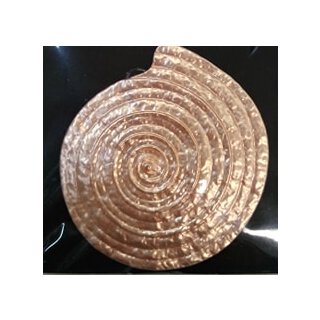 Schnecke rose